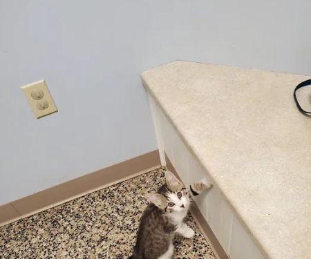Lake Michigan Animal Hospital