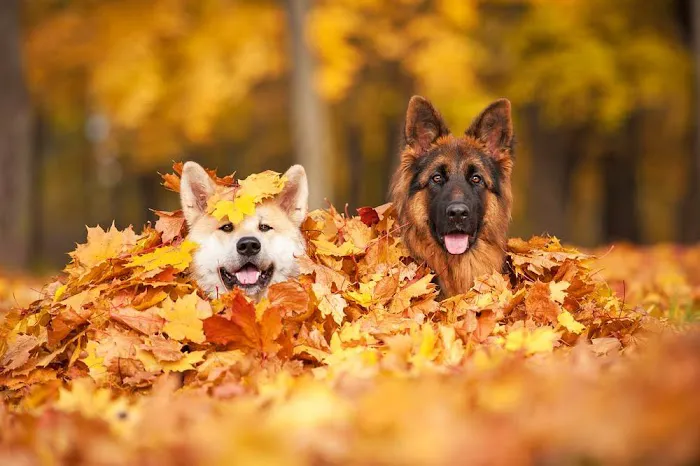 Lake Michigan Animal Hospital Picture 8