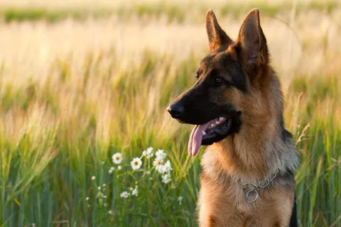 Lake Michigan Animal Hospital Picture 10