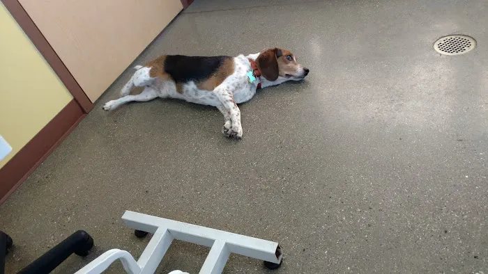 VCA Allendale Animal Hospital Picture 4
