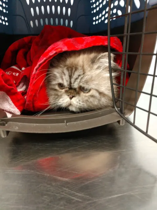 VCA Allendale Animal Hospital Picture 9
