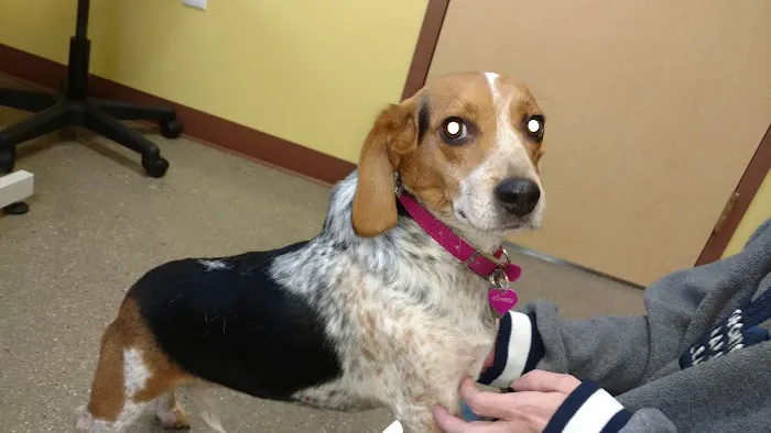 VCA Allendale Animal Hospital Picture 7