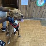 Ellenwood Animal Hospital