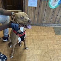 Ellenwood Animal Hospital ico