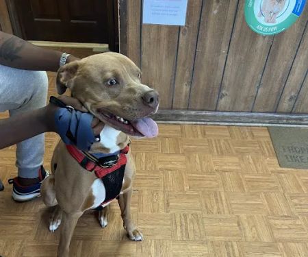 Ellenwood Animal Hospital