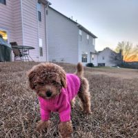 Eagle’s Landing Veterinary Hospital ico
