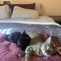 McDonough Animal Hospital ico