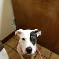 Henry County Veterinary Hospital ico
