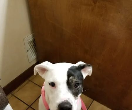 Henry County Veterinary Hospital