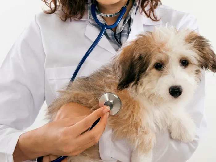 Henry County Veterinary Hospital Picture 10
