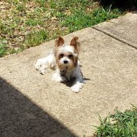 Banfield Pet Hospital ico