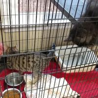 Hudson Bridge Animal Clinic ico