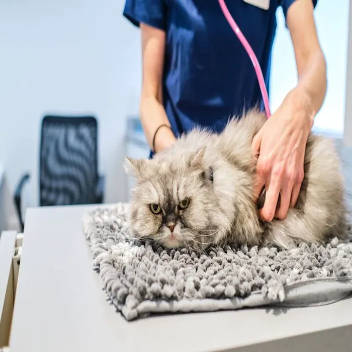 Hudson Bridge Animal Clinic Picture 10