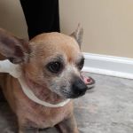 Lake Dow Animal Hospital