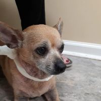 Lake Dow Animal Hospital ico