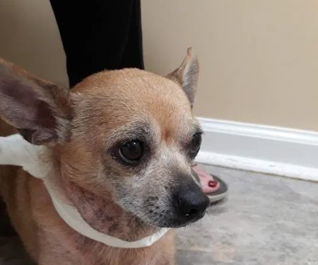 Lake Dow Animal Hospital