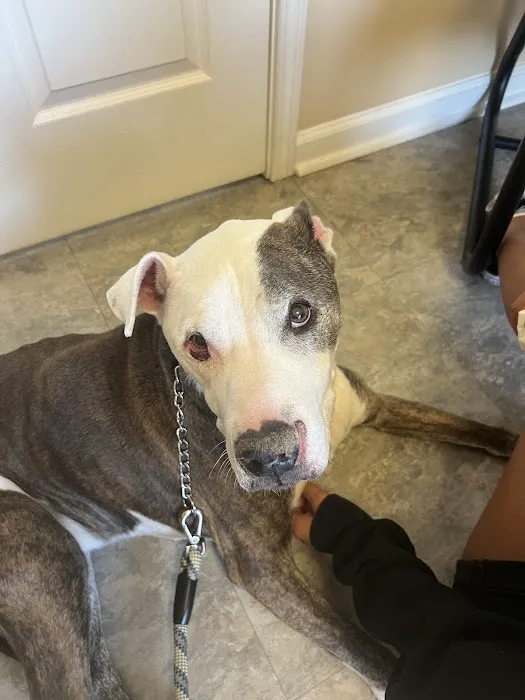 Lake Dow Animal Hospital Picture 6