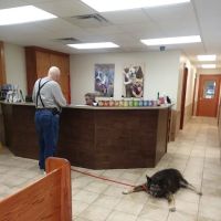 Stockbridge Veterinary Hospital ico