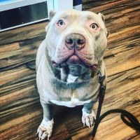 The Healthy Pet Veterinary Clinic ico