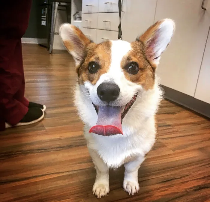The Healthy Pet Veterinary Clinic Picture 6