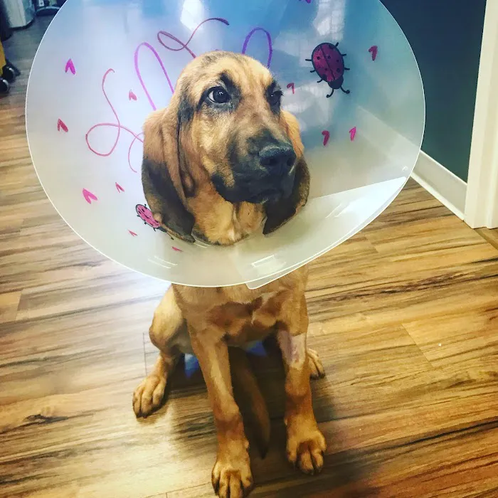 The Healthy Pet Veterinary Clinic Picture 8
