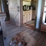 Locust Grove Veterinary Clinic