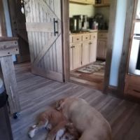 Locust Grove Veterinary Clinic ico