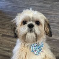 All About Animals Veterinary Hospital ico