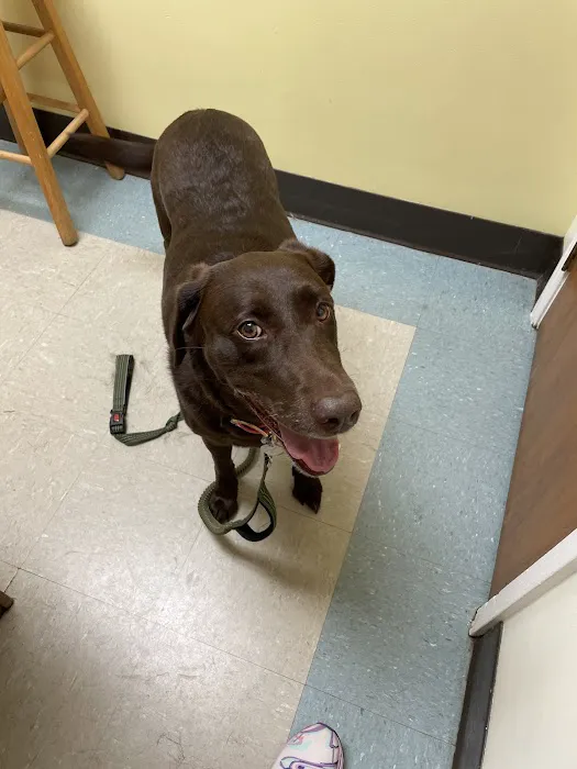 All About Animals Veterinary Hospital Picture 5