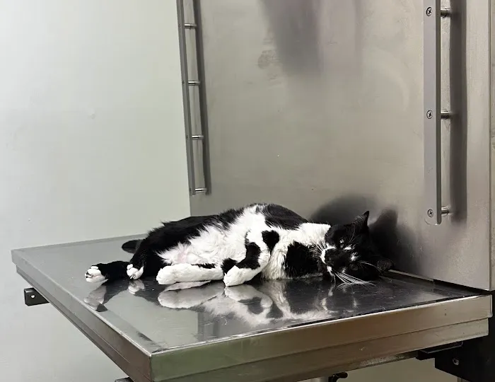 All About Animals Veterinary Hospital Picture 4