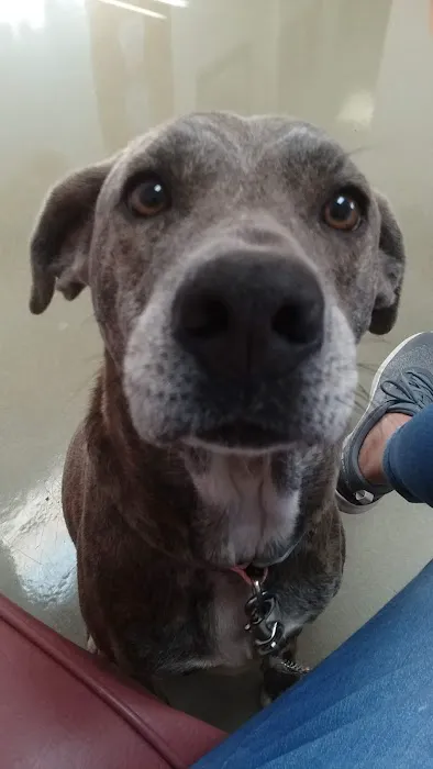 Bremen Animal Hospital Picture 2