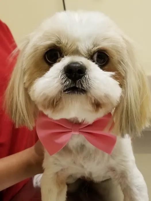 South Fulton Pet Care Picture 10