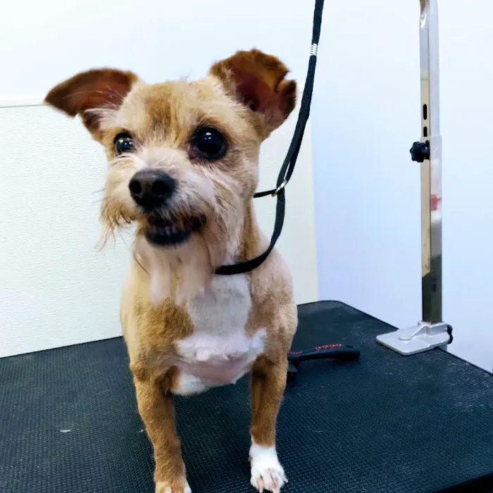 South Fulton Pet Care Picture 6