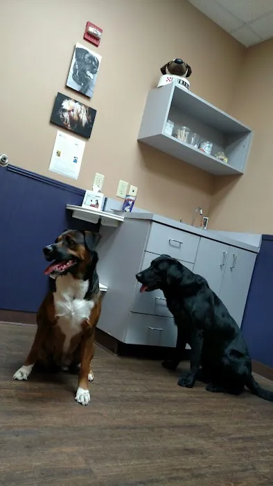 East Atlanta Animal Clinic Picture 1