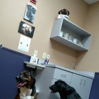 East Atlanta Animal Clinic ico
