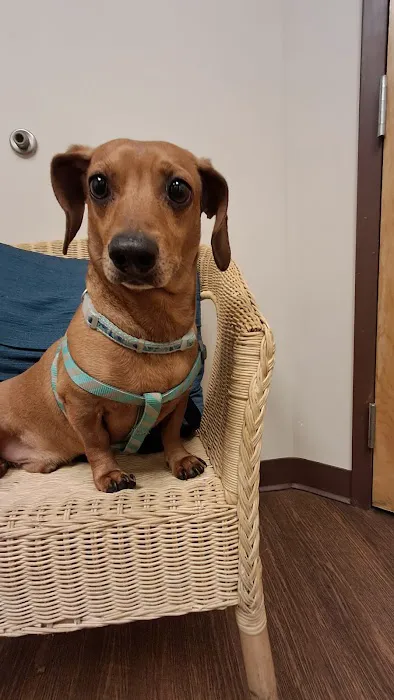 East Atlanta Animal Clinic Picture 5