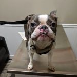 Ormewood Animal Hospital