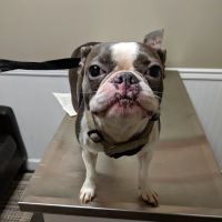 Ormewood Animal Hospital ico