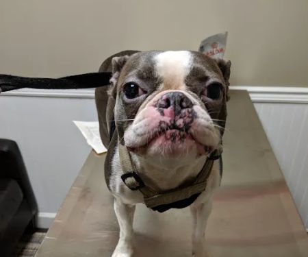 Ormewood Animal Hospital
