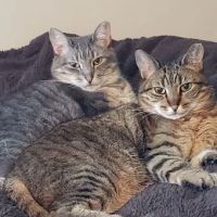 Fidelis Animal Hospital ico