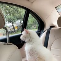 Georgetown Animal Clinic ico