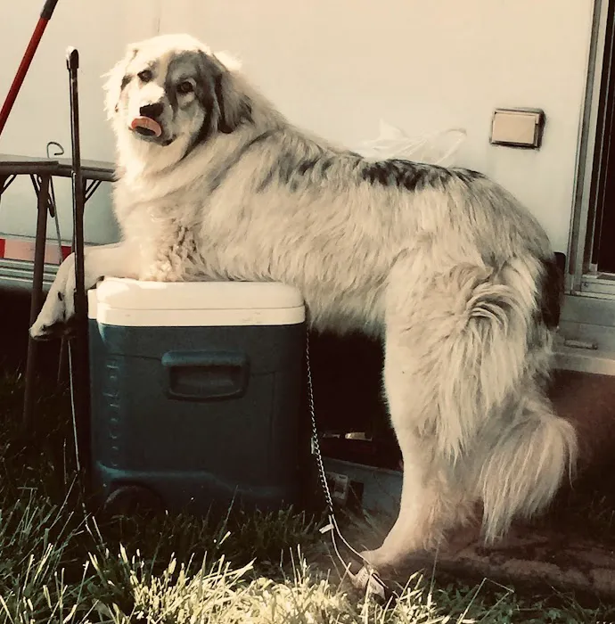 Georgetown Animal Clinic Picture 4