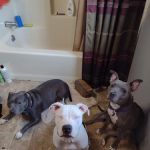 Tri State Animal Clinic