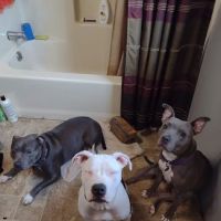 Tri State Animal Clinic ico