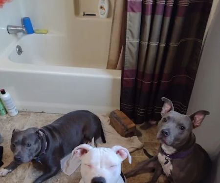 Tri State Animal Clinic