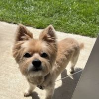 Glenroads Veterinary Clinic, A Thrive Pet Healthcare Partner ico