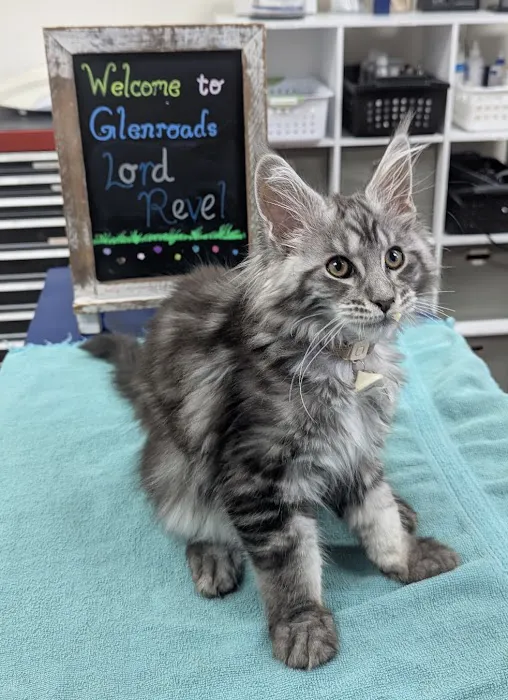 Glenroads Veterinary Clinic, A Thrive Pet Healthcare Partner Picture 10