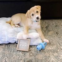Klein Animal Clinic ico