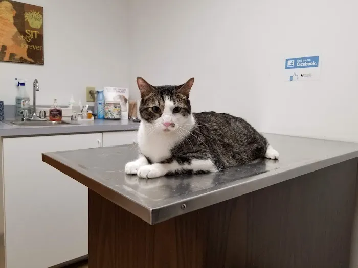 Klein Animal Clinic Picture 4