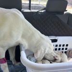 Animal Emergency Center Of The Quad Cities